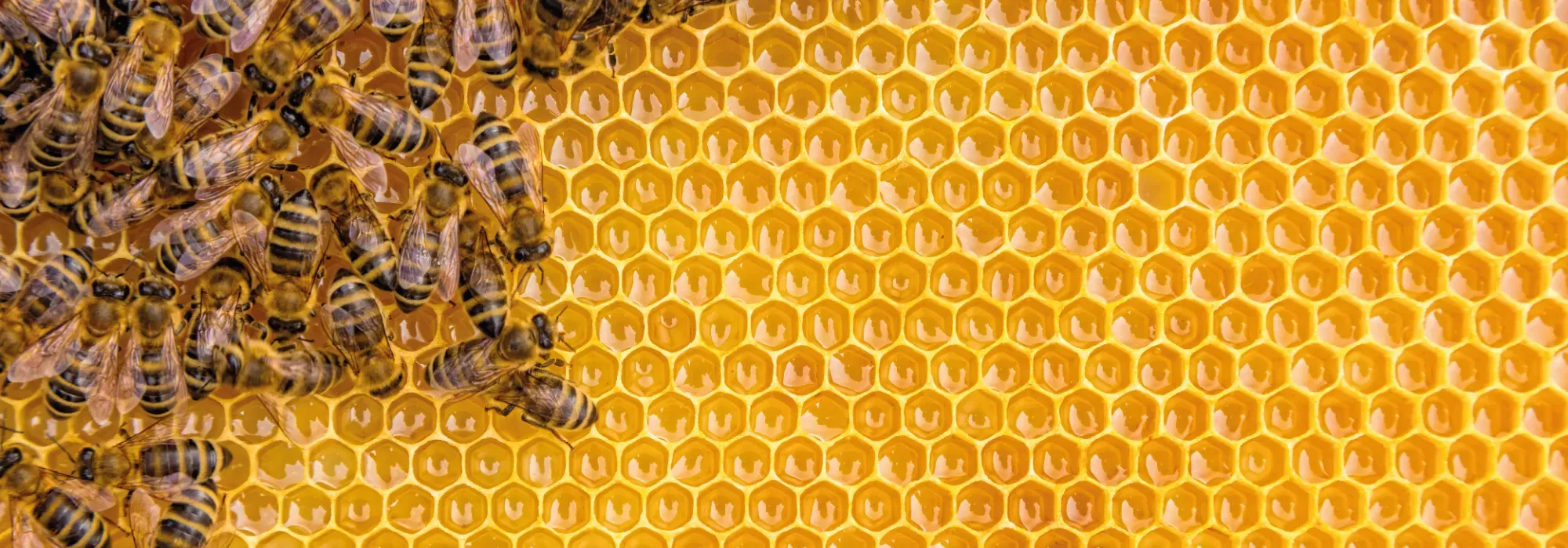 Bees on top of honeycomb